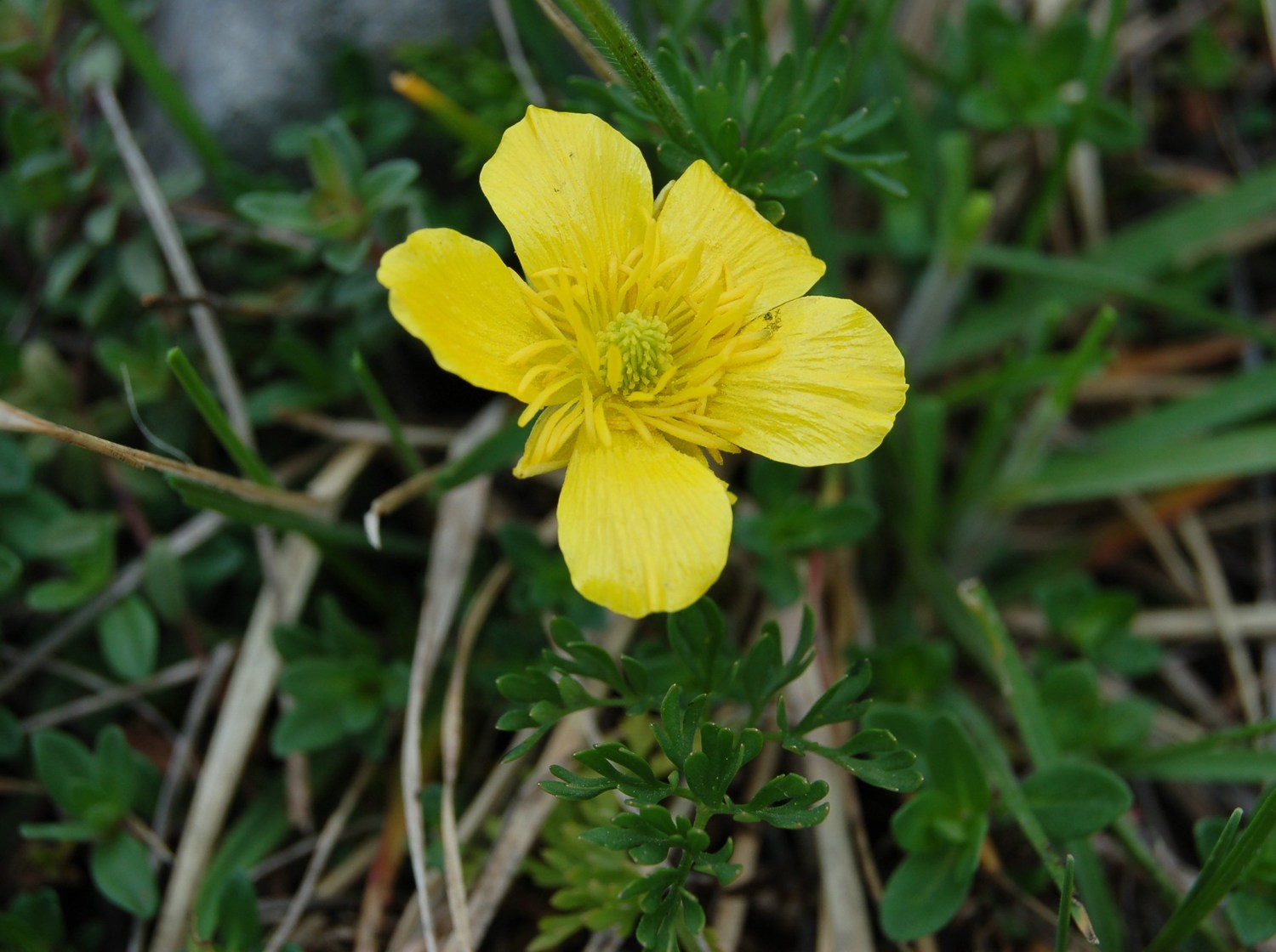 Ranunculus millefoliatus / Ranuncolo millefoglio